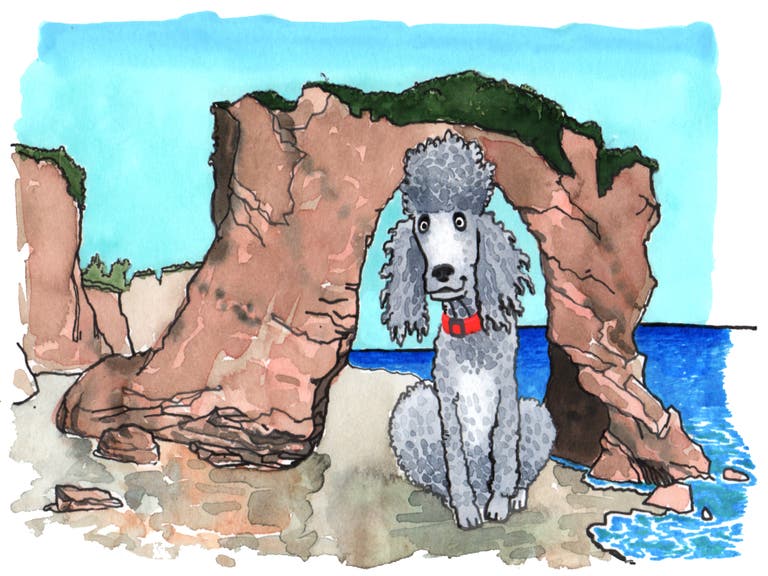 Standard Poodle in Malibu | Illustration by Max Kornell