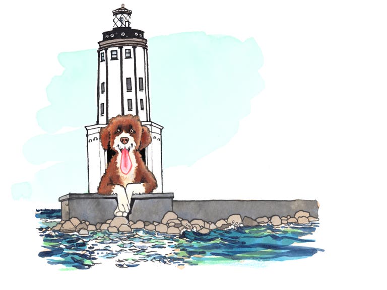Portuguese Water Dog at Angels Gate Lighthouse in San Pedro | Illustration by Max Kornell