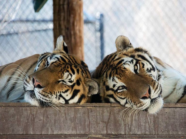 Aspen and Willow tigers at Shambala Preserve